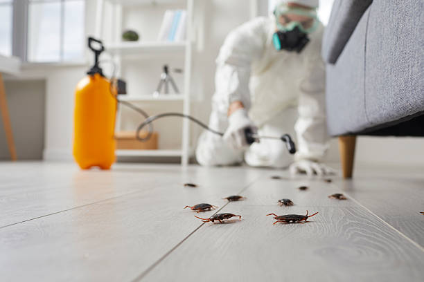 Post-Treatment Bed Bug Interceptor Monitoring in Eagle